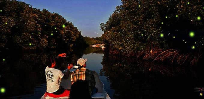 Fireflies night tour in Bintan mangrove