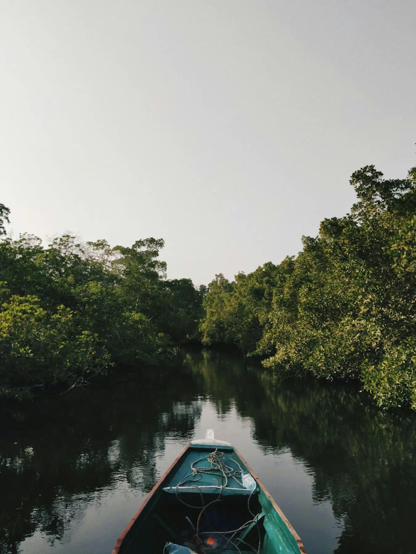 Kayaking route through Bintan mangrove forest
