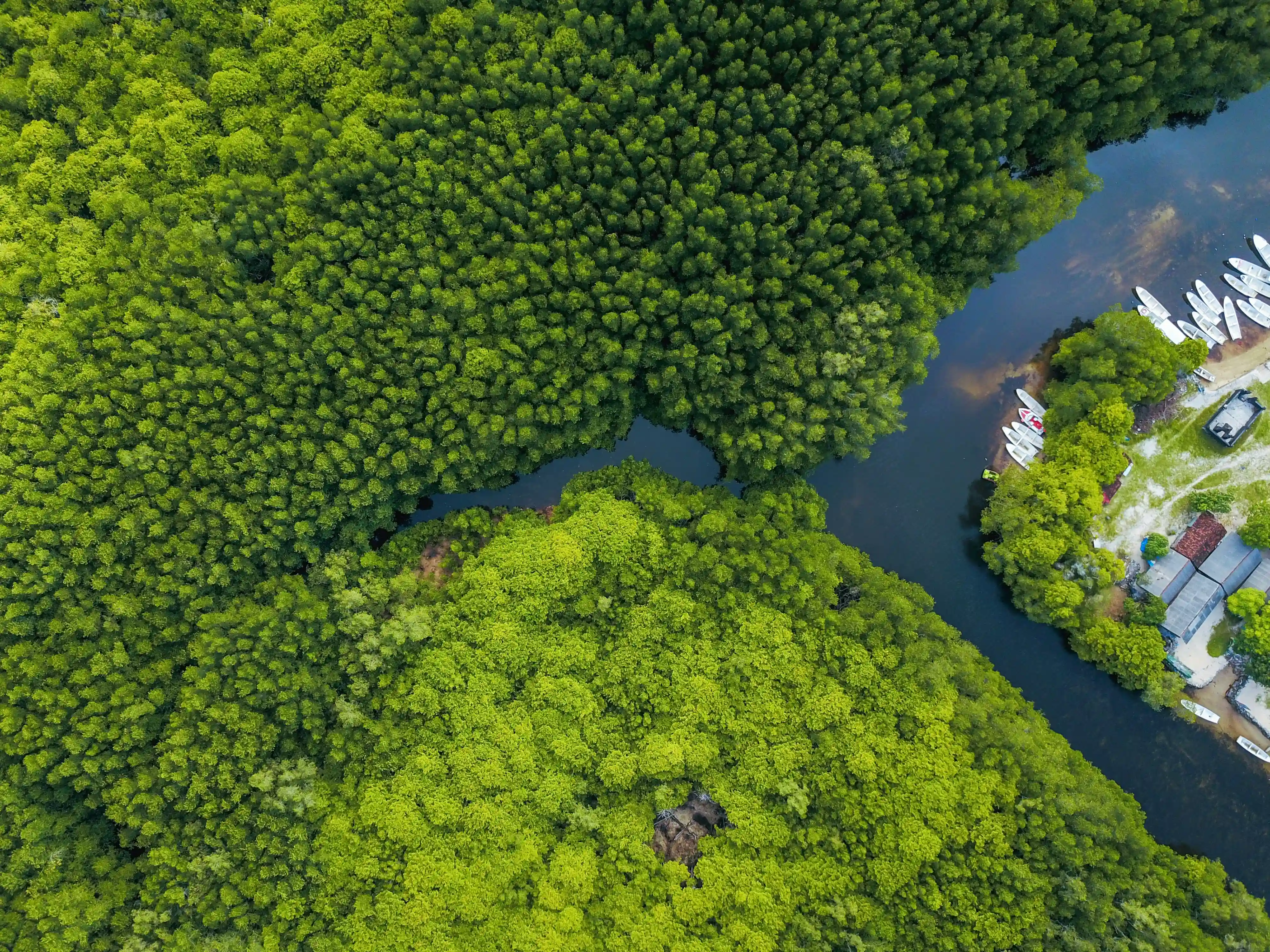 Mangrove Discovery Tour in Bintan